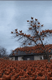 Chicken Uzbek GIF
