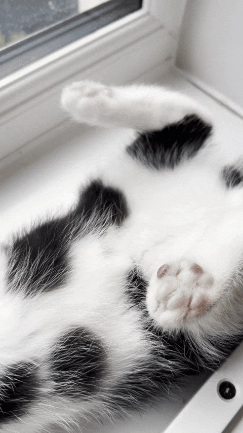 Kittens Black And White Cat GIF