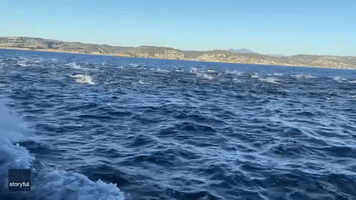 'Megapod' of Dolphins Stampede Off Coast 