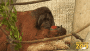 Hungry Birthday GIF by Brookfield Zoo