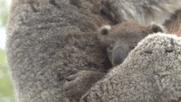 Cute Alert: Koala Joey Peeps Out From Mum's Pouch