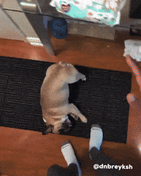 Dog Smacks GIF