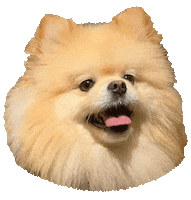 Rock Star Wow Sticker