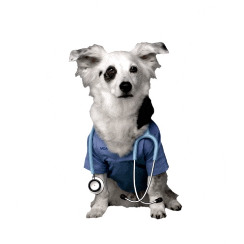 chien vétérinaire