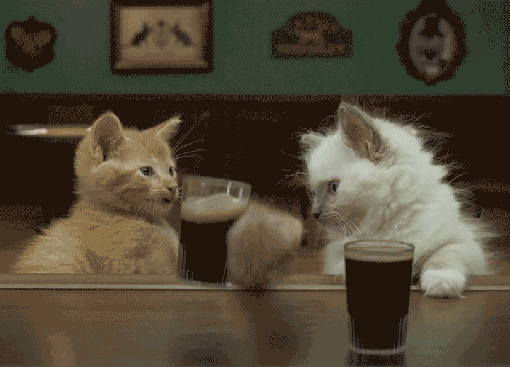 Video gif. An orange tabby kitten and a fluffy white kitten sit at a bar and share mini pints of dark beer. A puppeteered arm clumsily lifts the tabby's beer as he chats up his friend. 