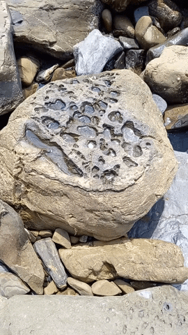 Simongip giphygifmaker GIF