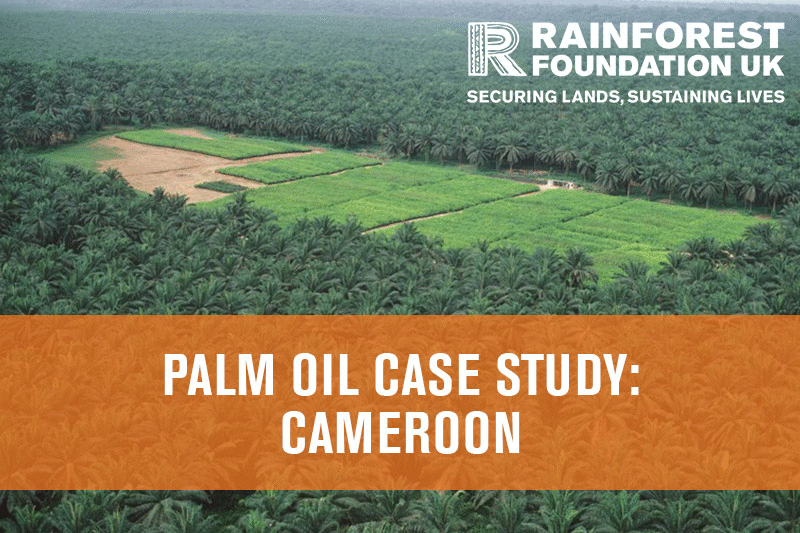 rainforest deforestation GIF