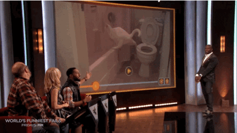 terry the cat world's funniest fails GIF by World’s Funniest
