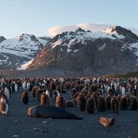 floortje dessing reizen GIF by BNNVARA