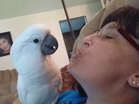 Cockatoo Sees Bubble Gum For The First Time