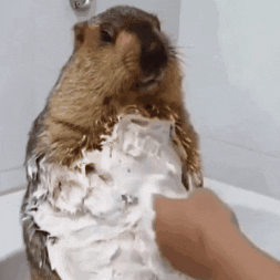 dr_marmot_ giphyupload animal wash bathtime GIF