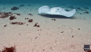 Crystal the Albino Stingray Descends on 'All-You-Can-Eat Seafood Buffet'