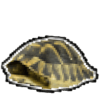 turtle manymini Sticker by MINI Italia