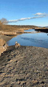 GIF by Holly at Pivot