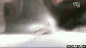 Slow Motion Cat GIF by Cheezburger