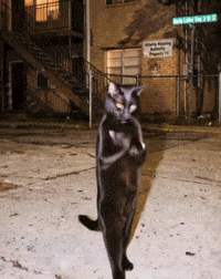 Black Cat GIF