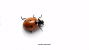 Father Of The Bride Bugs GIF by Vampire Weekend