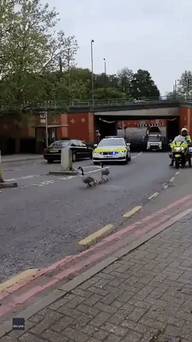 London Police Escort Family of Geese Off Busy Road