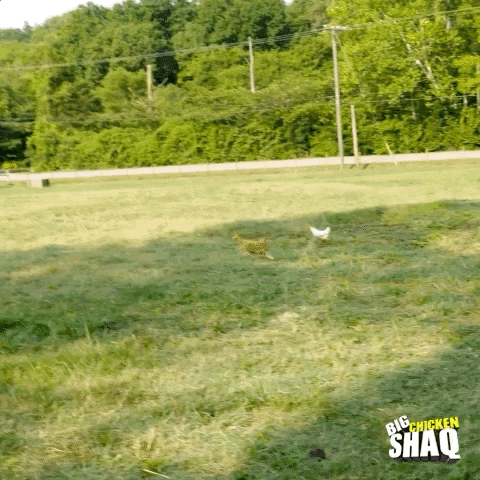 season 1 facebook watch GIF by Big Chicken Shaq