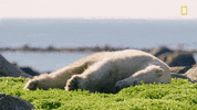 laying out polar bear GIF by National Geographic Channel