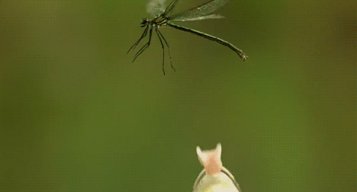dragonfly aint GIF