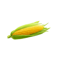 WLV_Landwirtschaftsverband farmer farming landwirtschaft mais Sticker