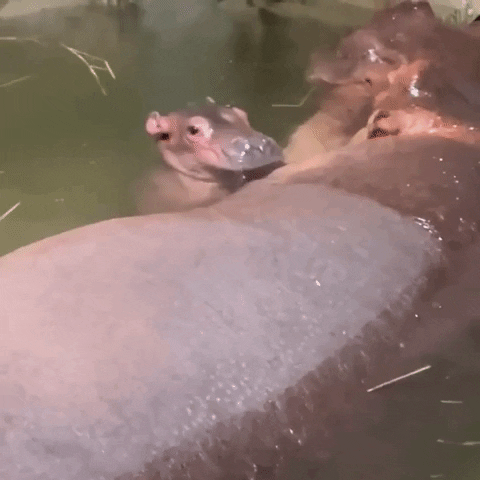 Baby Hippo GIF by Storyful