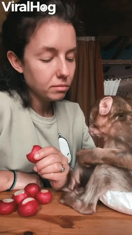 Having a Snack with a Rescued Baby Monkey