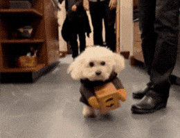 Puppy Doodle GIF by All Day Social
