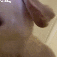 Leo The Golden Puppy Plays With Phone GIF by ViralHog