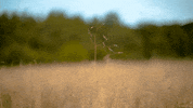 wind perfect loop GIF by Living Stills