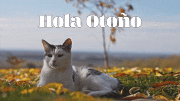 Hola OtoĂąo