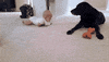 GIF by Giffffr