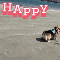Happy Corgi GIF