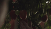 la peste GIF