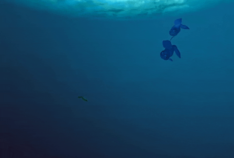 MikeSlugDisco giphyupload evolution indie game simulation GIF