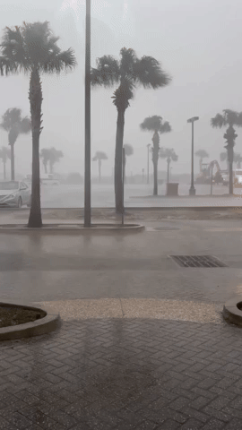 Wind Whips Palm Trees as Tornado-Warned Storm Hits Northeastern Florida