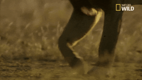 aleoxth giphygifmaker GIF