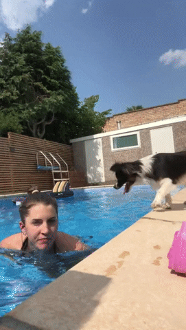 cuteanimalland giphyupload GIF
