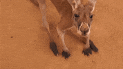 mtvbrasil mtvbrasil trampozikanamtv GIF