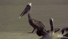 pelican GIF by Nat Geo Wild