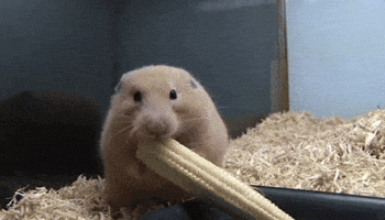 cheeks GIF