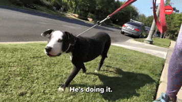 Learning To Be A Dog