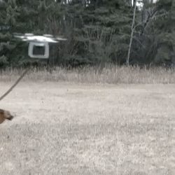 space doge GIF