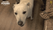 National Geographic Smile GIF by Nat Geo Wild