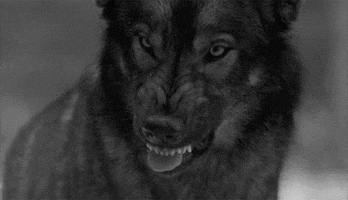 wolf lobo GIF