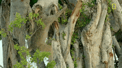 Nat Geo Savage Kingdom GIF by National Geographic Channel