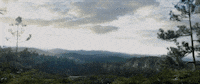 pete's dragon GIF by Disney
