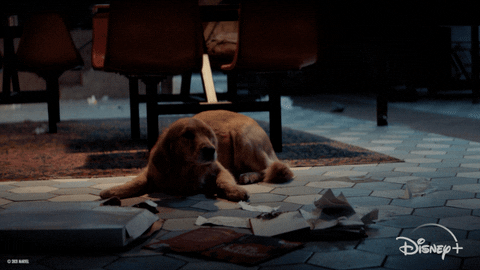 Golden Retriever Dog GIF by Marvel Studios