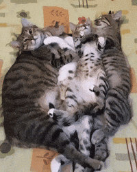 Happy Family Day GIF